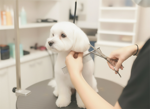 トリミングの写真